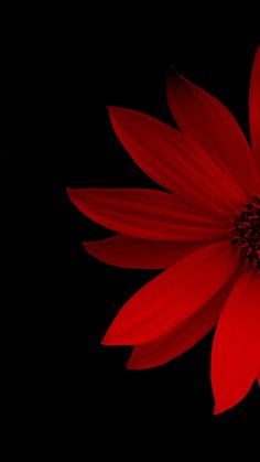 a bright red flower on a black background