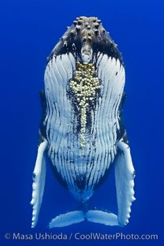 a humpback whale with its mouth open in the blue water, looking up