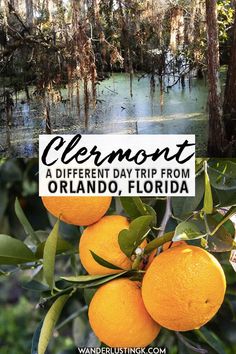 oranges growing on an orange tree with the words clementt a different day trip from orlando, florida