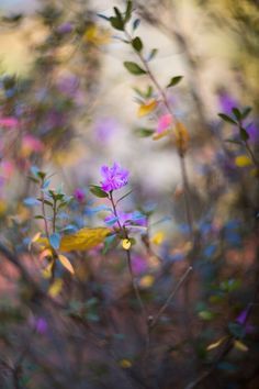 purple and yellow flowers are in the foreground