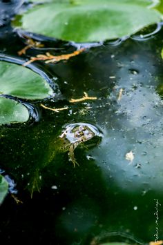 water lilies are floating in the pond