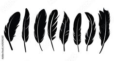 set of black feathers on white background