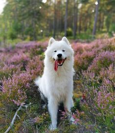 a white dog sitting in the middle of a field with purple flowers on it's side