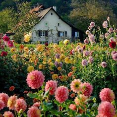 a field full of flowers with a house in the background