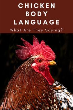 a rooster with the words chicken body language what are they saying? in front of it