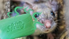 a small rodent with its mouth open and chewing on a green stick that says sprink