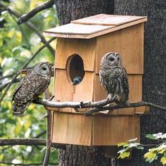 two owls sitting on a tree branch next to a birdhouse that is built into the side of a tree