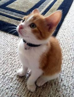 an orange and white cat sitting on the floor