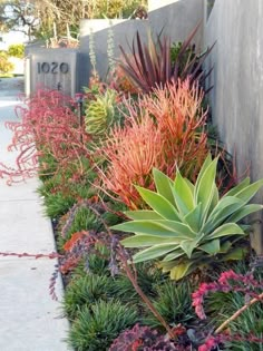 an assortment of colorful plants in front of a wall