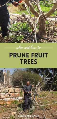 Timing and technique are everything when it comes to pruning fruit trees. Discover when and how to prune fruit trees for maximum yield in our planting & growing fruit trees guide. Whether you're a seasoned gardener or new to the orchard, these tips will help you achieve a healthier backyard bounty. Explore more on growing fruit trees, DIY garden projects, and winter homesteading projects at ladyleeshome.com.