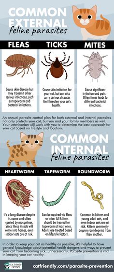 the different types of fleas and mitts are shown in this info sheet, which includes