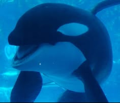 an orca swimming in the water with its mouth open