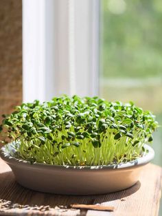 Best Edible Plants: Microgreens on the Windowsill Microgreens Growing Indoor, Sunlight Home, Microgreens Growing, Growing Ginger, Growing Rosemary, Growing Microgreens, Setup Ideas, Culinary Herbs