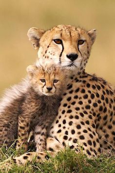 two cheetah cubs cuddle together in the grass