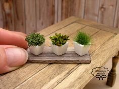 three small succulent plants in white pots on a wooden tray with a hand holding one