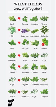 an iphone screen showing what herbs grow well together