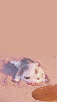 a small dog laying on top of a sandy beach next to a frisbee