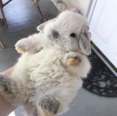 a person holding a small white rabbit in their hand and it's paw up to the camera