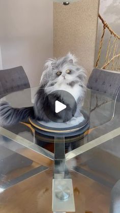 a cat sitting on top of a glass table next to a gray and white chair