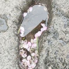 flowers growing out of the ground next to a rock