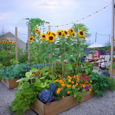 a garden filled with lots of different types of flowers