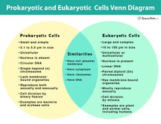 two venn diagram showing prokarotic and eukartic cells