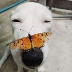 a dog with a butterfly on its nose