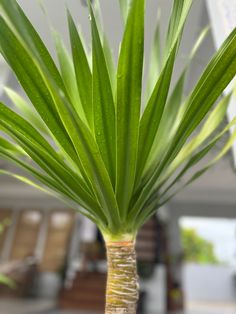 a close up of a palm tree with green leaves