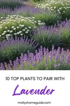 lavender plants with text overlay that reads 10 top plants to pair with lavenders