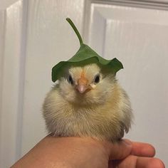 a small chicken with a green leaf on its head is held by someone's hand