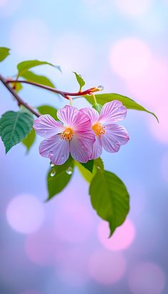 two pink flowers on a branch with green leaves and blue sky in the back ground