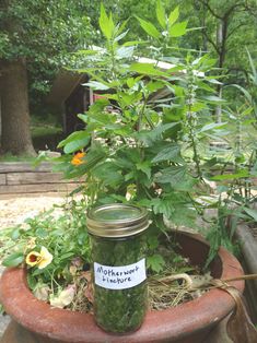 a jar filled with pickles sitting on top of a potted plant