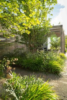 an outdoor garden with lots of plants and trees