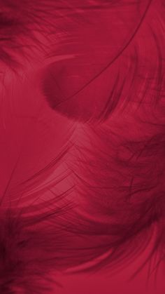 an image of red feathers in the air with some blurry lines on it's surface