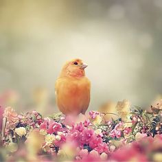 a small bird sitting on top of a lush green and pink flower filled field with lots of flowers