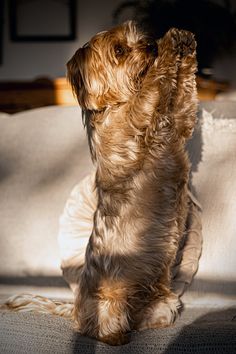 a small brown dog sitting on top of a couch