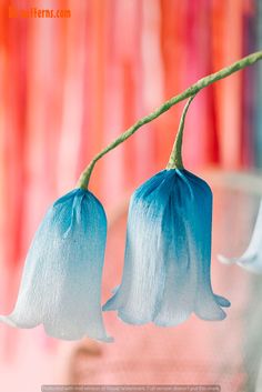 two blue flowers are hanging from a twig