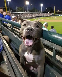 a dog sitting in the bleachers at a baseball game