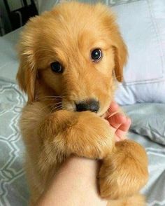 a person holding a brown puppy in their hand