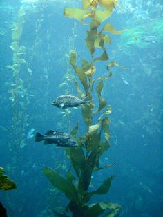 some fish are swimming in the water near plants and algae growing on the bottom of the tank