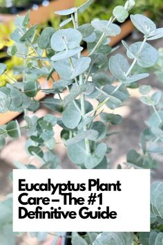 The #1 Definitive Guide for Success! Dive into the world of Eucalyptus care with our comprehensive guide. Explore ideal conditions, pruning techniques, and more to nurture thriving eucalyptus plants. Join us in becoming Eucalyptus care experts! IG Photo by: aquatopia_plants Eucalyptus Care Plant, Eucalyptus Care Indoor, Indoor Eucalyptus Plant, How To Grow Eucalyptus Plants, Planting Eucalyptus Outside, How To Propagate Eucalyptus, Eucalyptus Plant Care, Potted Eucalyptus Plant, Eucalyptus Plant Indoor