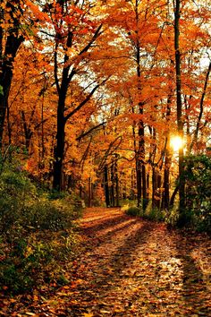 the sun shines brightly through the trees in an autumn forest