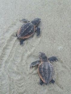 two baby sea turtles are on the sand