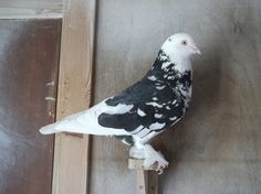 a black and white bird is perched on a perch