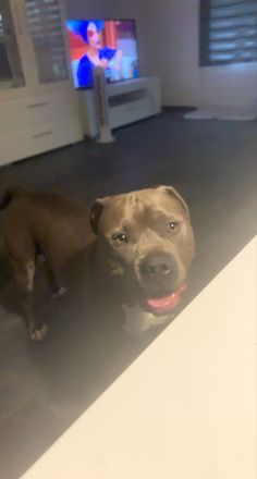 a brown dog standing on top of a floor next to a tv