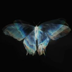 a blue and black butterfly with wings spread out in the dark, on a black background