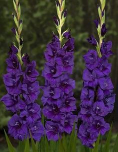 three tall purple flowers with green stems in the foreground and trees in the background