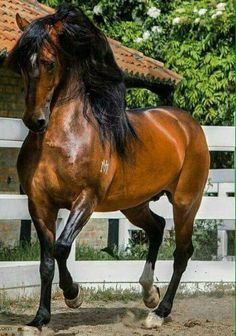 a brown horse with black mane running in an enclosed area