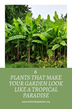 plants that make your garden look like a tropical paradise