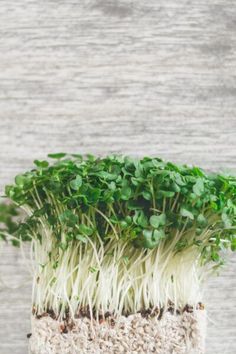 some plants are growing out of the soil in a planter that is sitting on top of a wooden table